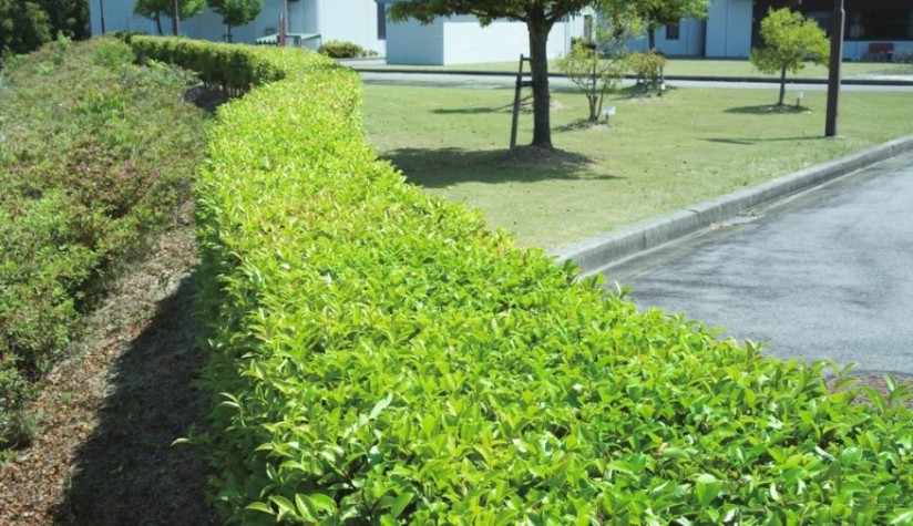 Ножницы-кусторезы электрические MAKITA UH 5570 длина лезвия 550 мм [UH5570]