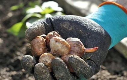 Перчатки садовые для работы с почвой GARDENA 00208-20.000.00 размер 10 (XL)